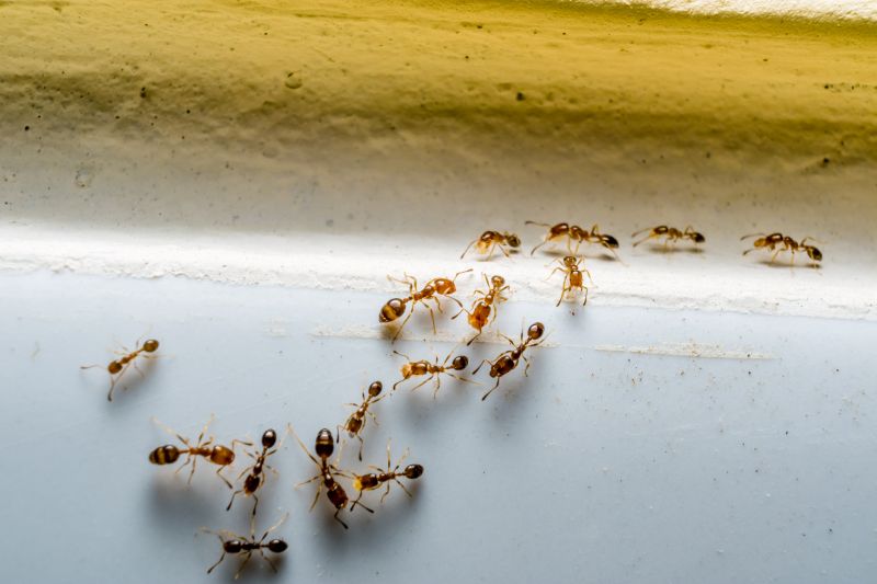 Ants Extermination Service in Mckinney, TX