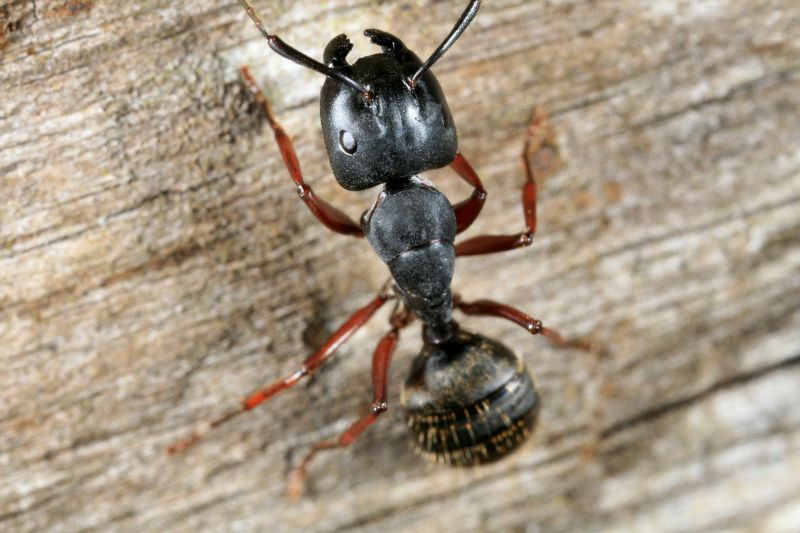 Black Ant Extermination in Fort Worth, TX