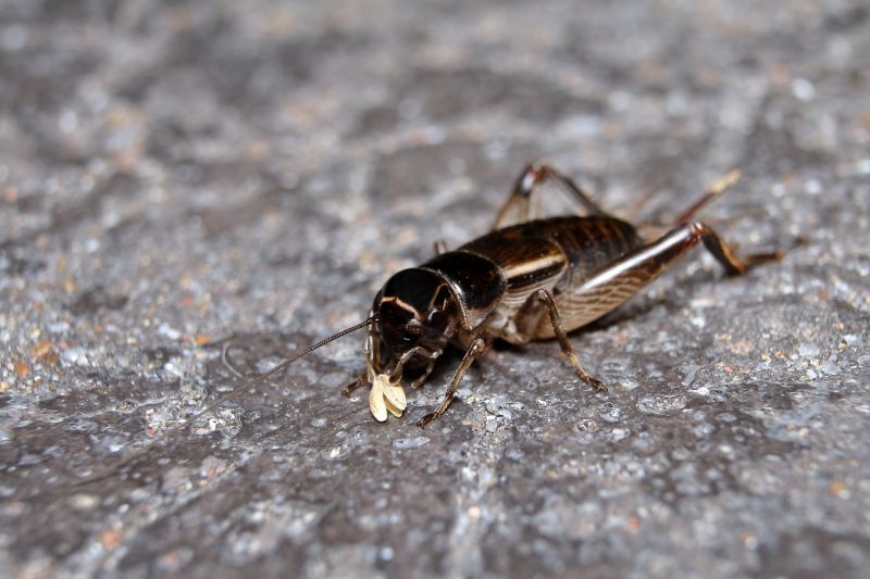 Cricket Control Service in New Braunfels, TX