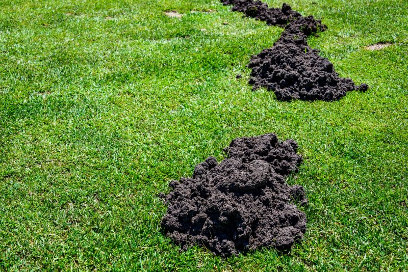 Don’t Let Mole Tunnels Ruin Lawns