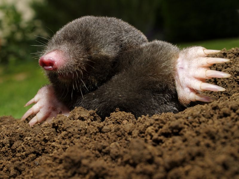 Moles In Your Yard: How Tunneling Damages Landscapes And Lawns