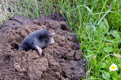 Keep Moles Away