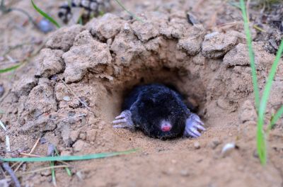 Protect Your Property Against Moles